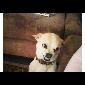 Meet your Posher, Adriana