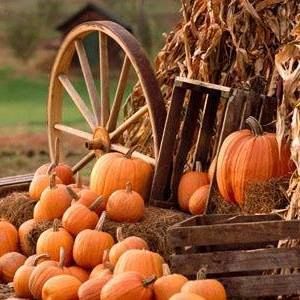 Meet your Posher, Marlene