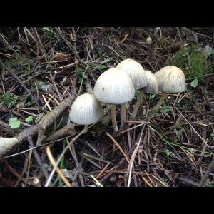 Meet your Posher, Kendall