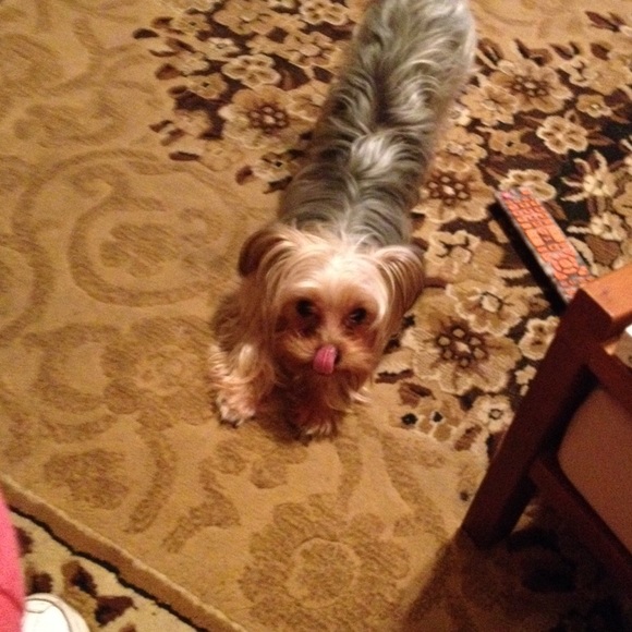 Meet your Posher, Stephanie - Picture 1 of 1