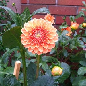 Meet your Posher, Judy