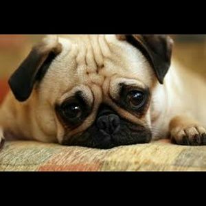 Meet your Posher, Toni