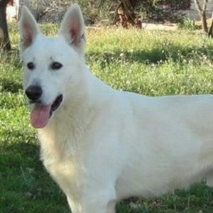 Meet your Posher, Jesus