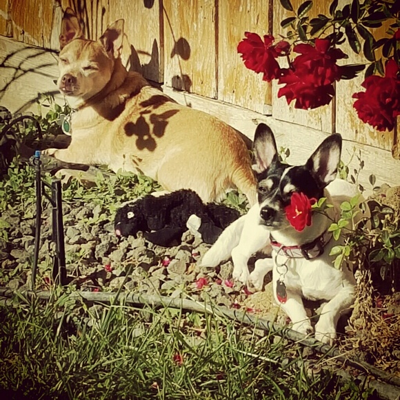 My furrr babies