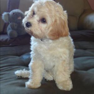 Meet your Posher, Starr