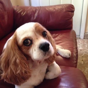 Meet your Posher, Patty