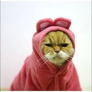 Meet your Posher, Ann