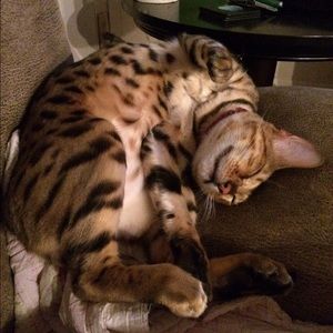 Meet your Posher, Brittney