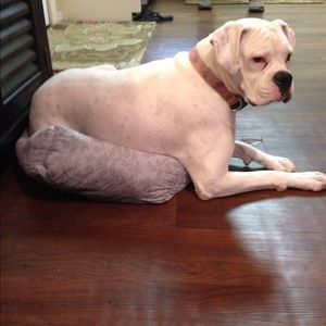 Meet your Posher, Carman