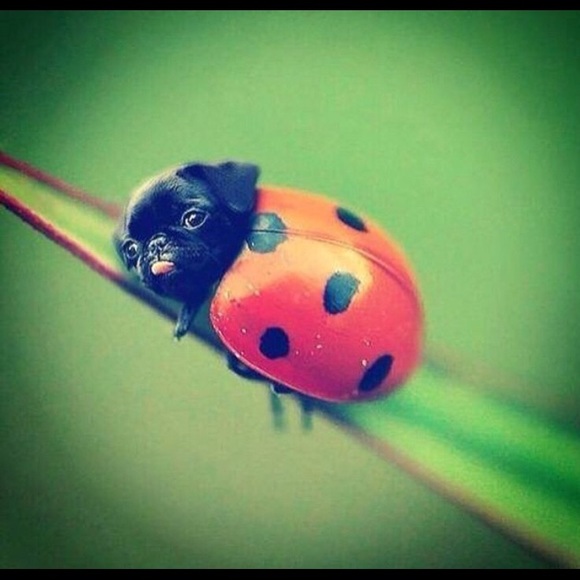 Meet your Posher, Caitlin