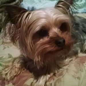 Meet your Posher, Anne