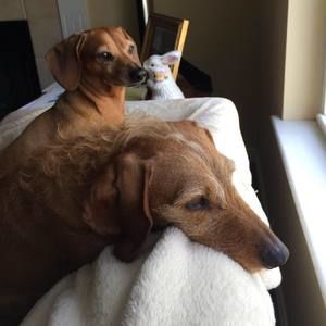 Meet your Posher, Elisa