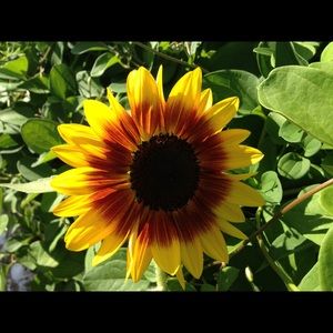 Meet your Posher, Alicia