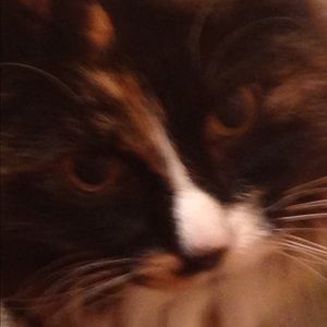 Meet your Posher, Misty