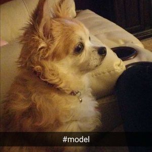 Meet your Posher, Sammy