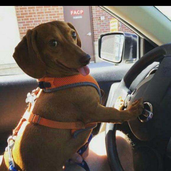 Meet your Posher, Destiny - Picture 1 of 1