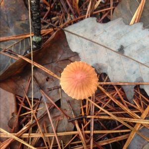 Meet your Posher, Josie