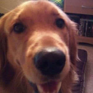 Meet your Posher, Robert