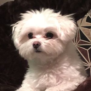 Meet your Posher, Maral