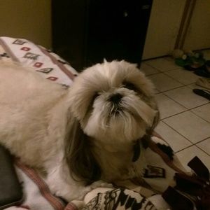 Meet your Posher, Chung