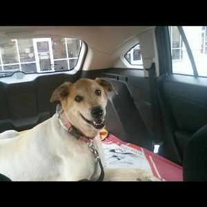 Meet your Posher, Iliana