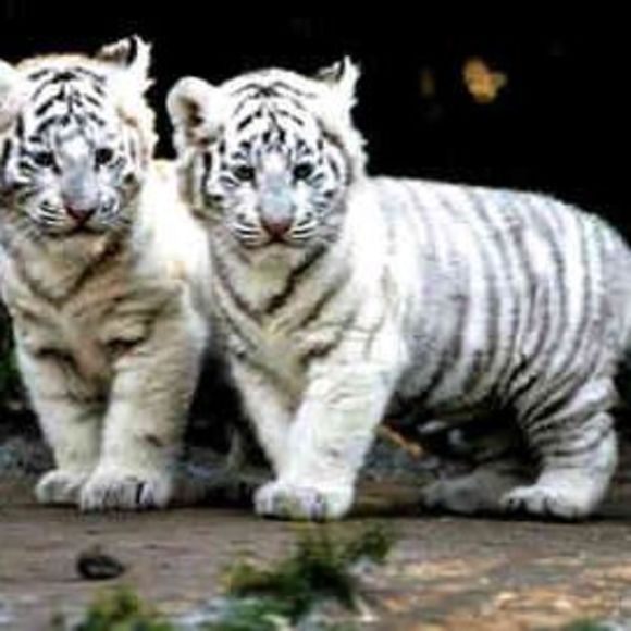 Meet your Posher, Shonna