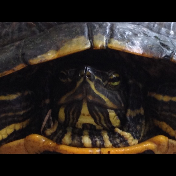 Meet your Posher, Donna - Picture 1 of 1