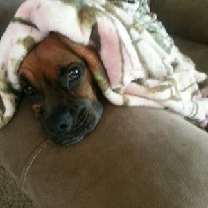 Meet your Posher, Karli