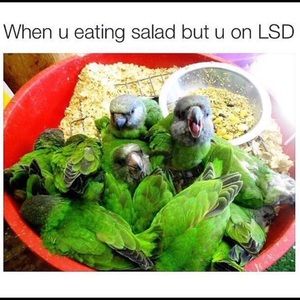 Meet your Posher, Stella