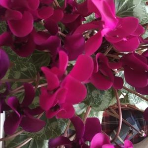 Meet your Posher, Peggy