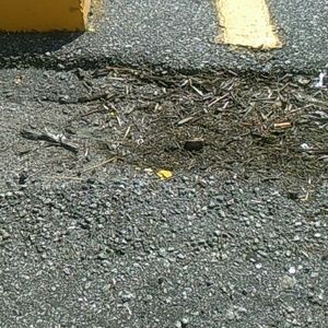 Meet your Posher, Shanequa