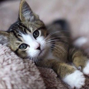 Meet your Posher, Caroline