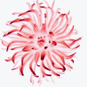 Meet your Posher, Paggy