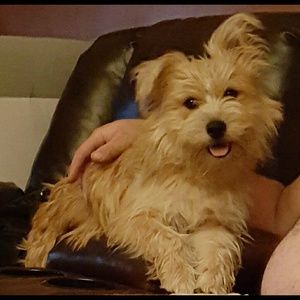 Meet your Posher, Misty