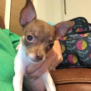 Meet your Posher, Brittany