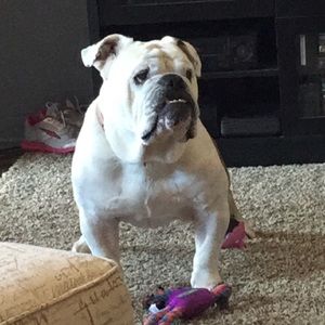 Meet your Posher, Cheyenne