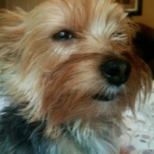 Meet your Posher, Dennis