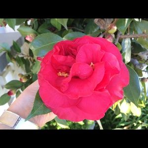 Meet your Posher, Melissa