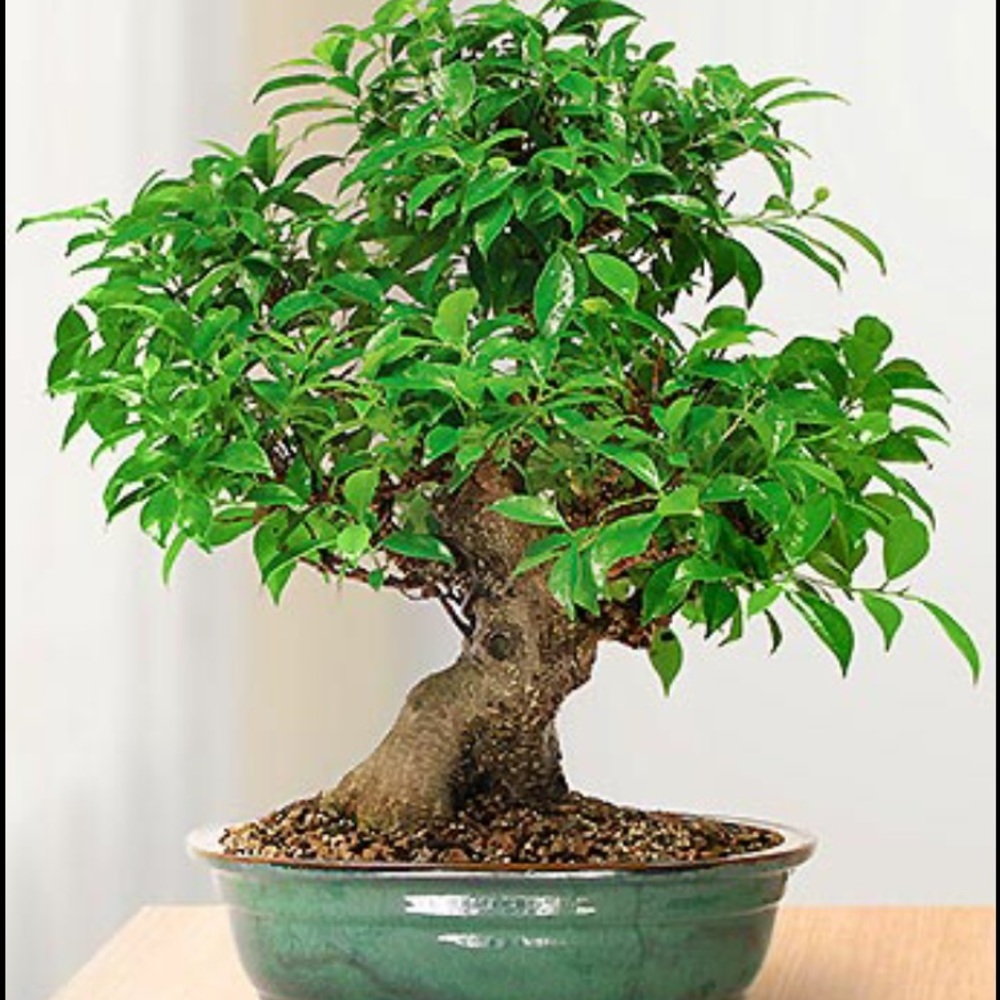 Meet your Posher, Joni