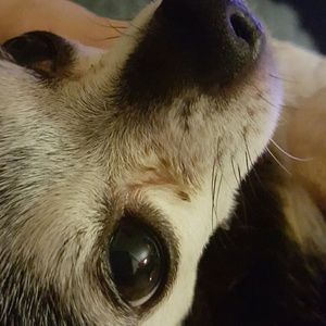 Meet your Posher, Daisy