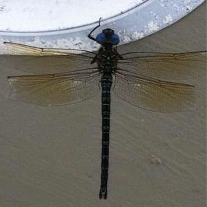 Meet your Posher, Jen