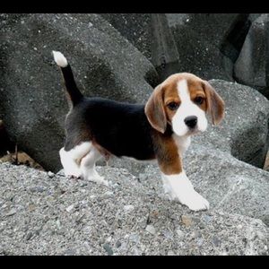 Meet your Posher, Dominique