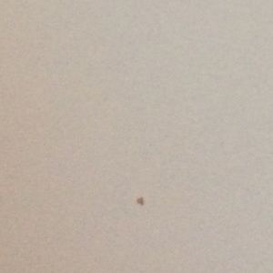 Meet your Posher, Monae