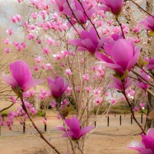 Meet your Posher, Marianela