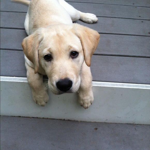 Meet your Posher, Andrea - Picture 1 of 1