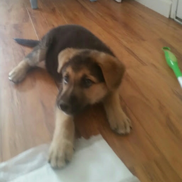 Meet your Posher, Elvia