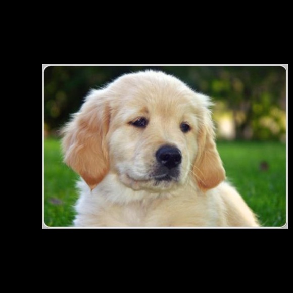 Meet your Posher, Bobbijo - Picture 1 of 1