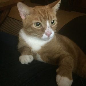 Meet your Posher, Maya