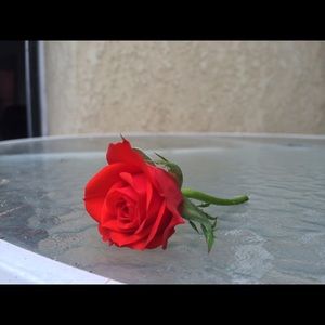 Meet your Posher, Alissa