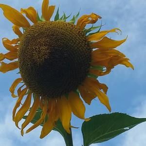 Meet your Posher, Monica